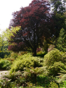 Dinky's Puddle im Trebah Garden