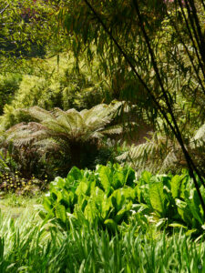 Der Azolla Pond im Trebah Garden