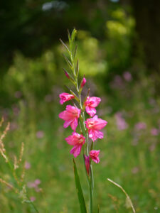 Gladiolus byzantinus im Trebah Garden