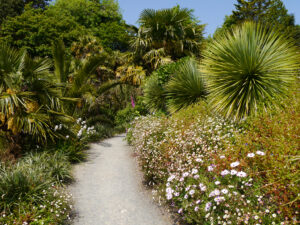 Echium pininana, Riesen-Natternkopf, Palmen und Yucca rostrata, Trebah Garden