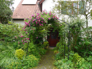 Rose 'Super Excelsa', Amschler Roswitha, Hausgarten