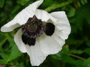 Weißer Staudenmohn im Hausgarten Roswitha Amschler