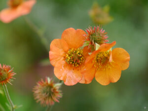 Geum im Hausgarten Roswitha Amschler