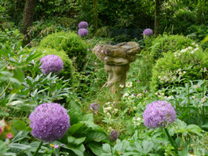 Kugelallium im Hausgarten Roswitha Amschler