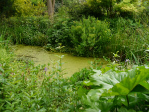 Teich im Hausgarten Roswitha Amschler