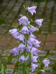 Glockenblumen im Hausgarten Roswitha Amschler