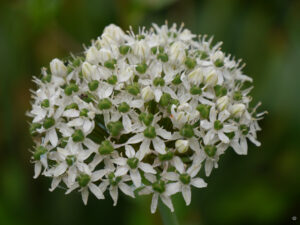 Allium nigrum, Amschler Roswitha, Naturgarten