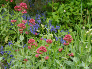 Spornblumen, Centranthus ruber, Allium, Veronica, Amschler Roswitha, Naturgarten