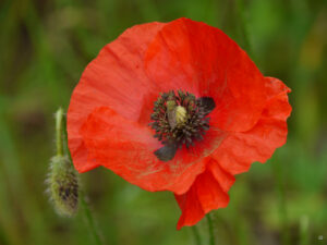 Roter Klatschmohn, Allium nigrum, Amschler Roswitha, Naturgarten