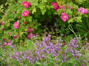 Naturgarten Roswitha Amschler