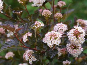 Physocarpus opulifolius 'Diabolo', Fasanenspiere, Amschler Roswitha, Naturgarten