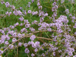 Buddleja alternifolia, Sommerflieder, Amschler Roswitha, Naturgarten