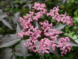 Sambucus Black Beauty, Amschler Roswitha, Naturgarten 