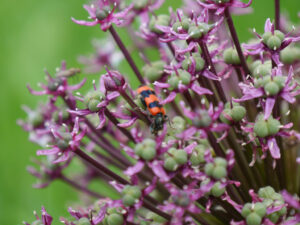 Allium atropurpureum, Trichodes apiarius, Bienenwolf, Amschler Roswitha, Naturgarten