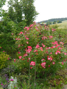 Rosa moschata 'Bukavu', Amschler Roswitha, Naturgarten