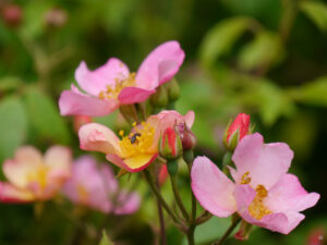 Rosa moschata 'Plaisanterie', Amschler Roswitha, Naturgarten