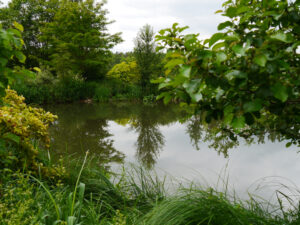 Teichlandschaft im Naturgarten Roswitha Amschler