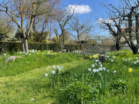 Obstbaumwiese im Frühling, Foto von Roswitha Amschler 