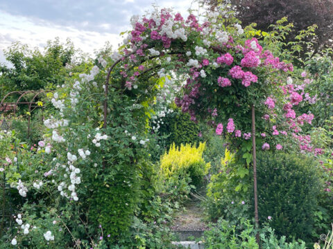 Der Rosengarten fotografiert von Roswitha Amschler