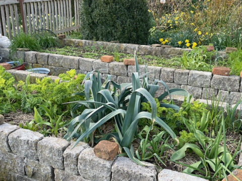 Hochbeet im Gemüsegarten, Foto von Roswitha Amschler