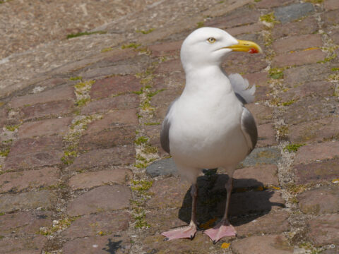 Silbermöwe (Larus argentatus) 