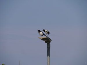 Elstern, Vater und Sohn in St. Ives