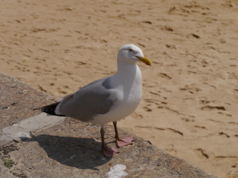 Silbermöwe (Larus argentatus) am Strand von St. Ives