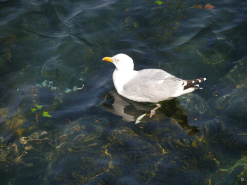 Silbermöwe, Larus argentatus, St. Ives