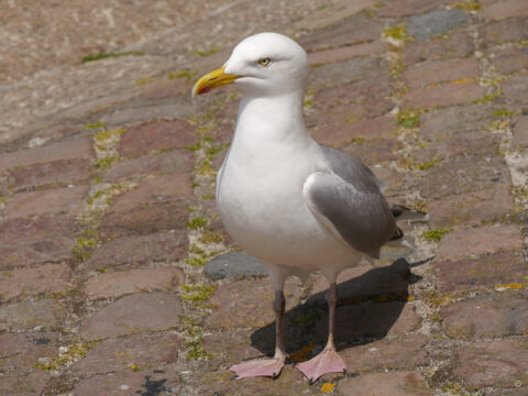 Die Silbermöwe in der Altstadt von St. Ives