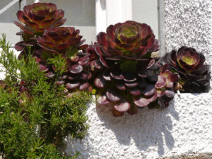 Aeonium und Rosmarin in St. Ives