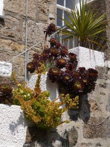 Aeonium und Yucca auf der Treppe zum Hauszugang