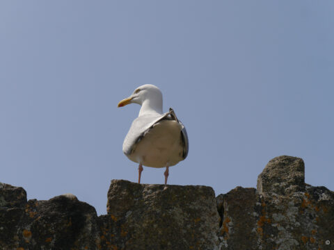 Silbermöwe (Larus argentatus) 