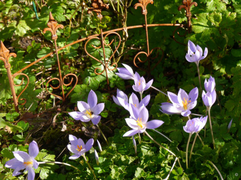 Herbstkrokus 'Artabir' in Wurzerlsgarten