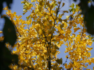 Ginkgo-Biloba im Vorgarten von Wurzerlsgarten. 