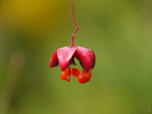 Frucht von Euonymus europaeus in Wurzerlsgarten