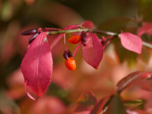 Früchte von Euonymus alatus in Wurzerlsgarten