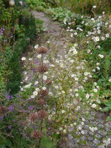 Erigeron annua, Linaria purpurea, Samenstand Phlomis in Wurzerlsgarten