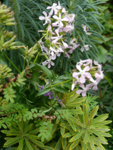 Saponaria officinalis, Seifenkraut in Wurzerlsgarten