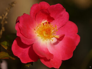 Rosa 'Milhem Pemberton', Wurzerlsgarten