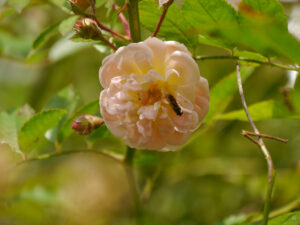 Rosa 'Ghislaine de Feligonde', Wurzerlsgarten