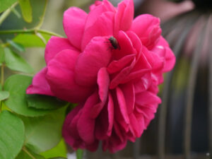 Rosa 'Dark Lady', Wurzerlsgarten