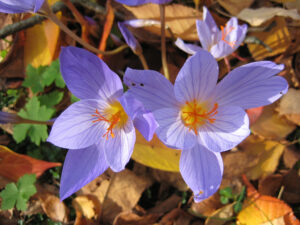 Herbstkrokus 'Artabir' wächst in der Toskanaecke und in der Wiese von Wurzerlsgarten. 