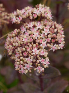 Hylotelephium telephium 'Matrona', (Syn. Sedum), Fetthenne, Wurzerlsgarten