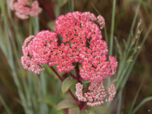 Hylotelephium telephium 'Purple Emperor', (Syn. Sedum), Fetthenne, Wurzerlsgarten