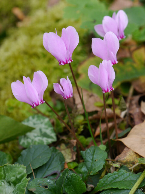 Cyclamen hederifolium, Herbst-Zwergalpenveilchen