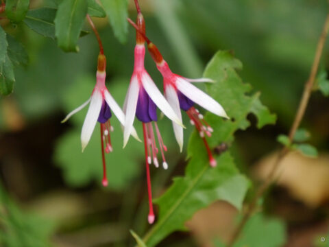 Fuchsia magellanica var. 'Arauco', Wurzerlsgarten