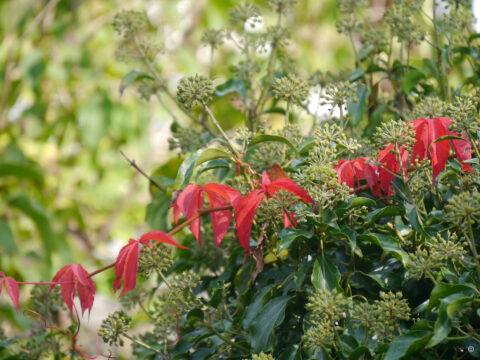 Hedera helix Sämling in Wurzerlsgarten, mit Wildem Wein