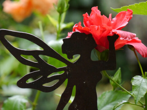 Blumenelfe am Hibiskus rosa-sinensis auf Wurzerls Terrasse