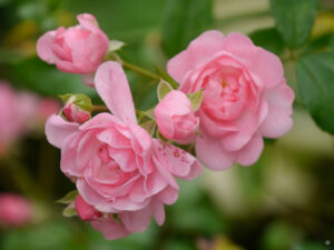 Rosa 'Fairy' im Toskana-Beet