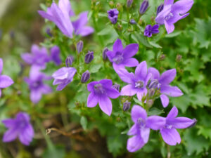 Campanula portenschlagiana im Toskana-Eck in Wurzerlsgarten